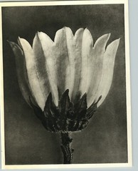 1942 Original BOTANICAL PLANT Canterbury Bells Flower Photo Art KARL BLOSSFELDT