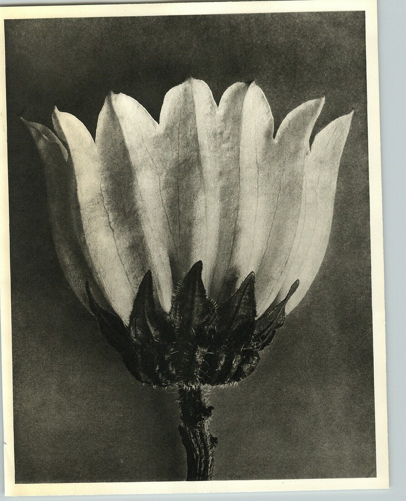 1942 Original BOTANICAL PLANT Canterbury Bells Flower Photo Art KARL BLOSSFELDT
