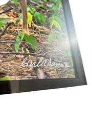 NEW Wildlife Photography Print: Stranger In The Woods ‘Mama Returns’ 8×10 Matted