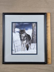 Framed Gray Wolf Photograph Wildlife Wall Art Ginkgo Tree Black Mountain NC