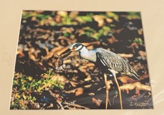 Signed Bird Photography Print Suzanne Kempler Yellow-Crowned Night Heron Mat