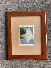 Calla Lilly Photograph & Print