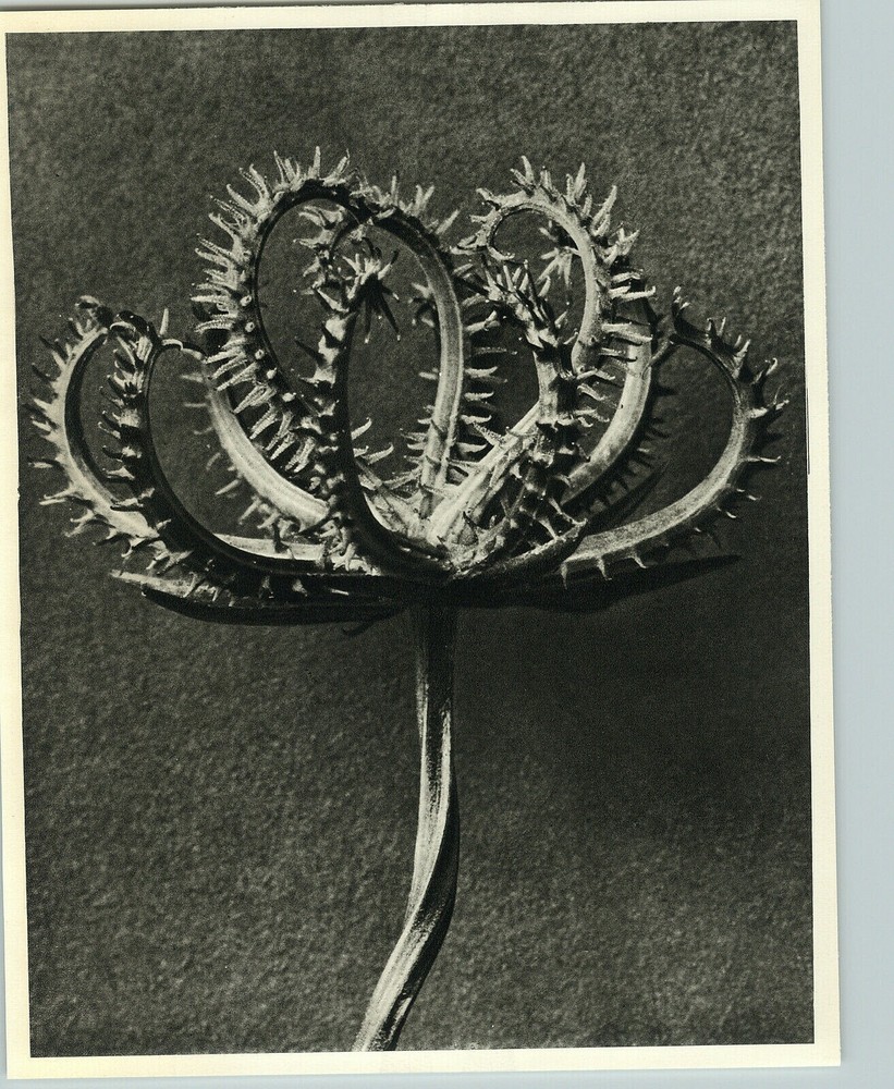1942 Original BOTANICAL PLANT Koelpinia Flower Photo Art KARL BLOSSFELDT