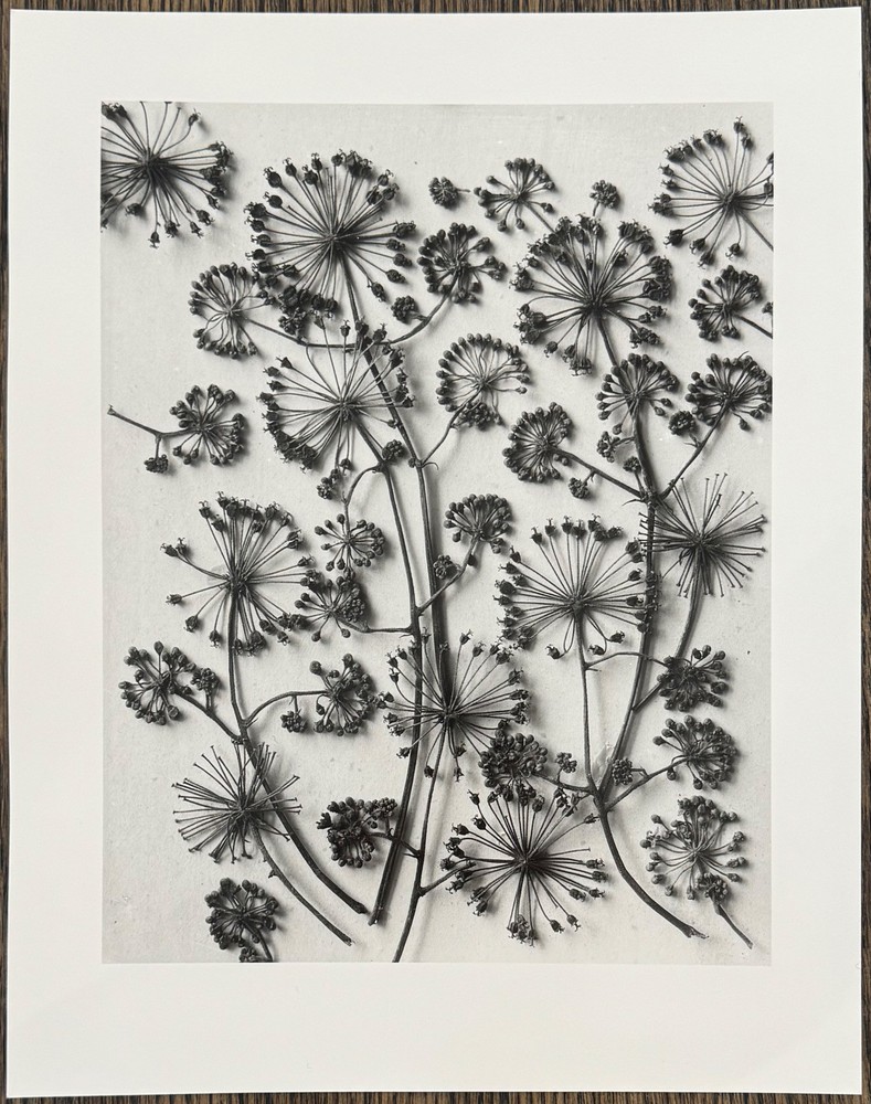 Karl Blossfeldt, California Aralia, photograph from estate, 2010