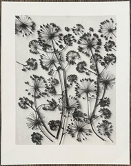 Karl Blossfeldt, California Aralia, photograph from estate, 2010