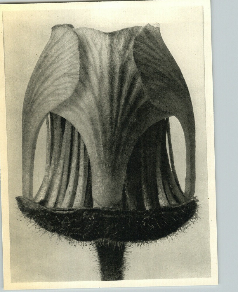 1942 Original BOTANICAL PLANT Geum Rivale Flower Photo Art KARL BLOSSFELDT