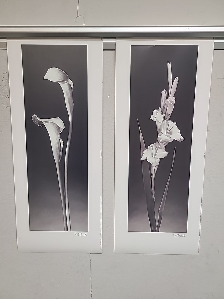 Two Signed 8×10” b&w photograph Calla lilies follower By D Stefanich 8×20 1997