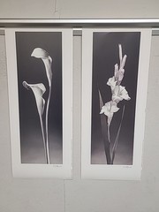 Two Signed 8×10” b&w photograph Calla lilies follower By D Stefanich 8×20 1997
