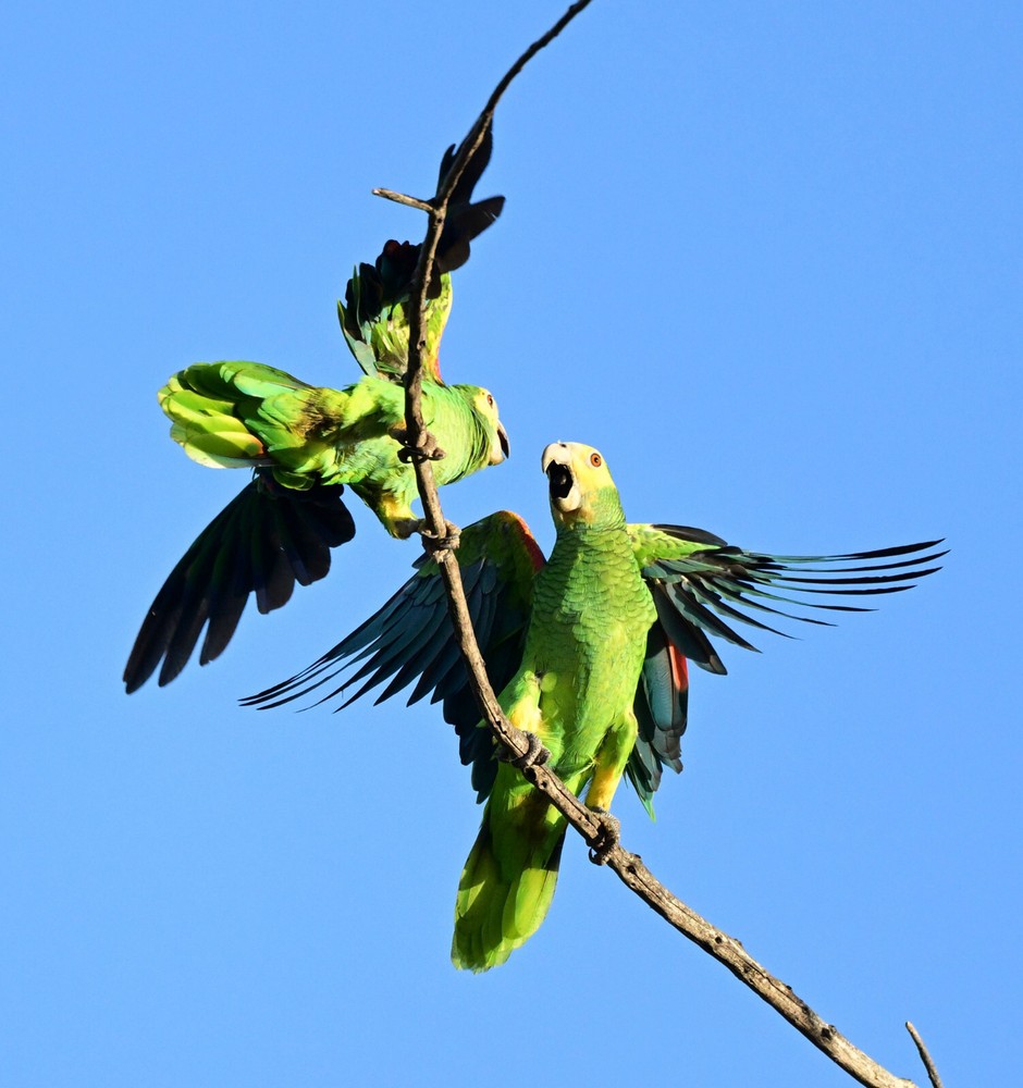 photograph of two green-throated parakeets