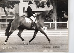 Vintage Film Photo France Equestrian Horse Show Jumping 18X24cm 1970
