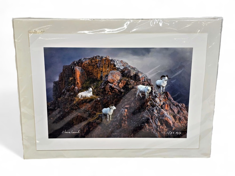 Shane Lamb Red Rock Rams Dall Sheep Signed Photo Denali Polychrome Pass Art AP