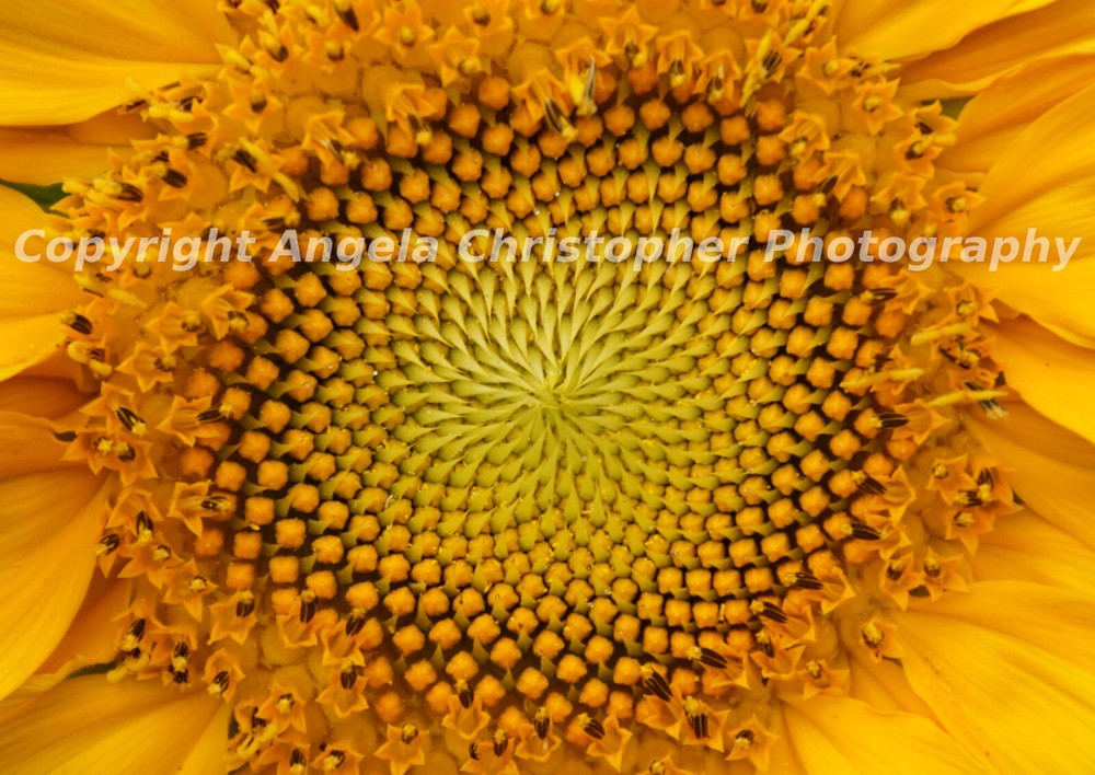 Original ACEO 2.5 x 3.5 in. photo fine art print SUNFLOWER CENTER flower yellow