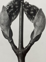 Karl Blossfeldt, Strip Maple, Photograph from Estate, Pen Art 2010