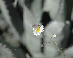 Art Photography Print with Desert Agave and Butterfly