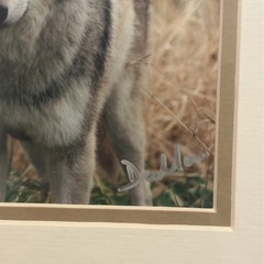 Beautiful Wolf Photograph In Plastic Hand Signed By The Artist
