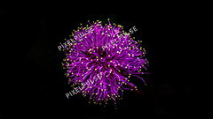 Digital Image Picture Photo Wallpaper Background Macro Mimosa Flower close up