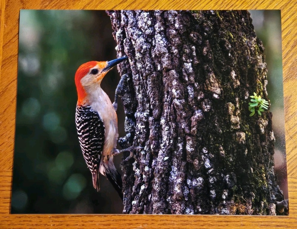 Red-bellied Woodpecker Photo Print 8.5×11 – Nature Coast Botanical Gardens, FL –