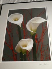 TRIO OF CALLA LILIES PHOTOGRAPHER SIGNED GREGG FELSEN