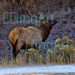 Nature Art Photography – ELK in Yellowstone winter – Signed Wildlife Print