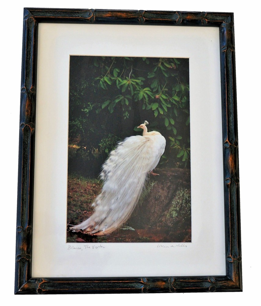 BLANCO, THE VISITOR Signed Framed Hawaiian Photographer Lilian De Mello 14×18