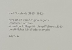 Karl Blossfeldt, Strip Maple, Photograph from Estate, Pen Art 2010