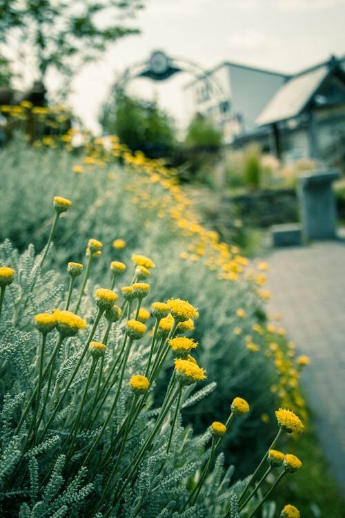 Digital Image Picture Photo Pic Wallpaper Background Yellow Flowers Garden Art