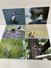 6 Original Bird Photography 8” X 10”