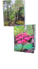 David R Britton Nature Photo Prints 8×10 Cardboard Lot Of 2 Forest Pink Flower