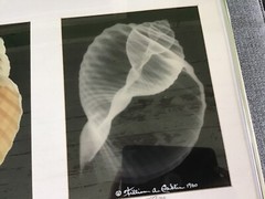 William Conklin Tonna Galea Seashell & X-Ray Photo Framed & Signed Lot 2