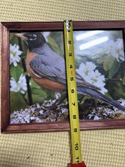 Set of 2 Framed Bird Prints Bluebird Robin Nature Wall Art Rustic Frame