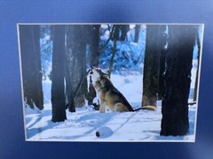 Matted and framed howling wolf photo. Original photograph, hand cut mat, framed