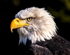 Bald Eagle #2 11×14 Photograph Print 11″x14″