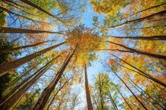 Nature Photography Print – Looking Up in Trees Great Smoky Mountains Tennessee