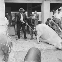 Photo Paper Analog Spain Farmer Pig 1960 Size 40x40cm