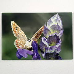 Original Wildlife Photo Metal Print LE Signed COA Common Blue Butterfly 12 x 18