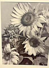 San Francisco Signed Christine B Fletcher Gelatin Silver Print Smithsonian