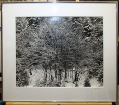 Stephen Gersh Gelatin Silver Print Photograph Trees in Snow Listed Photographer
