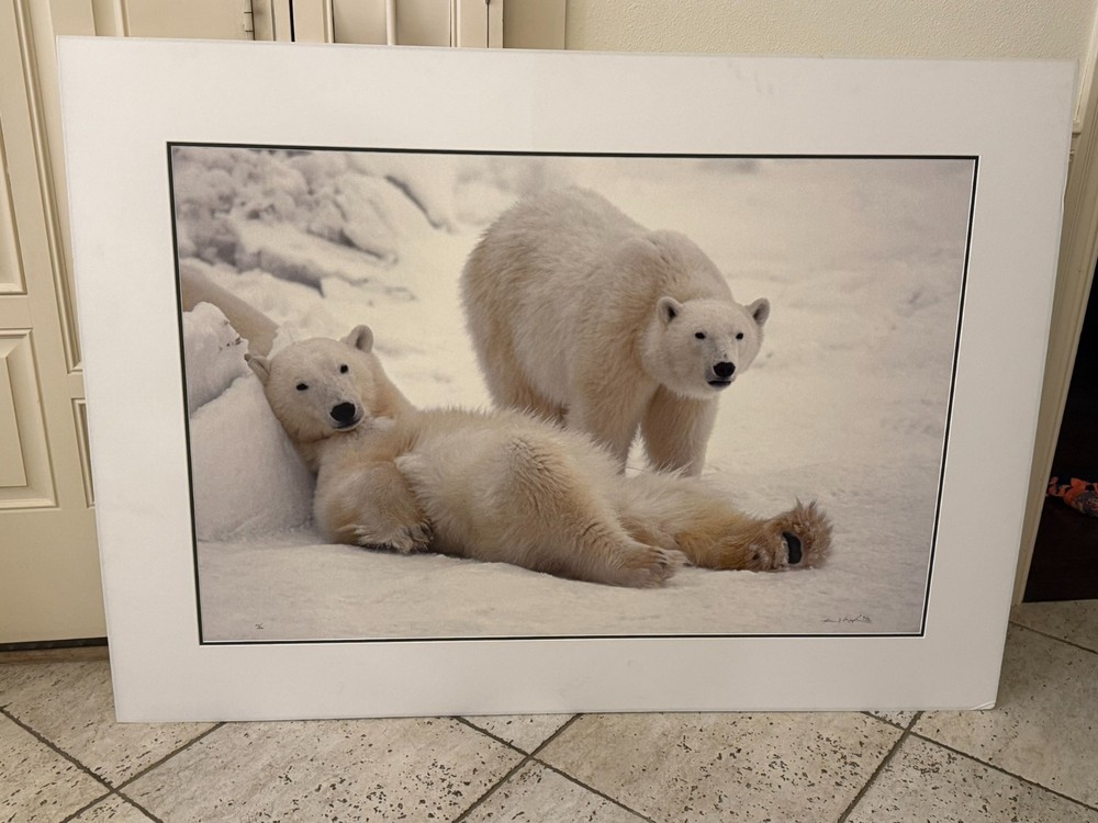 Thomas Mangelsen “Bad Boys of the Arctic” Polar Bears 714/3500 30″x45″ Signed