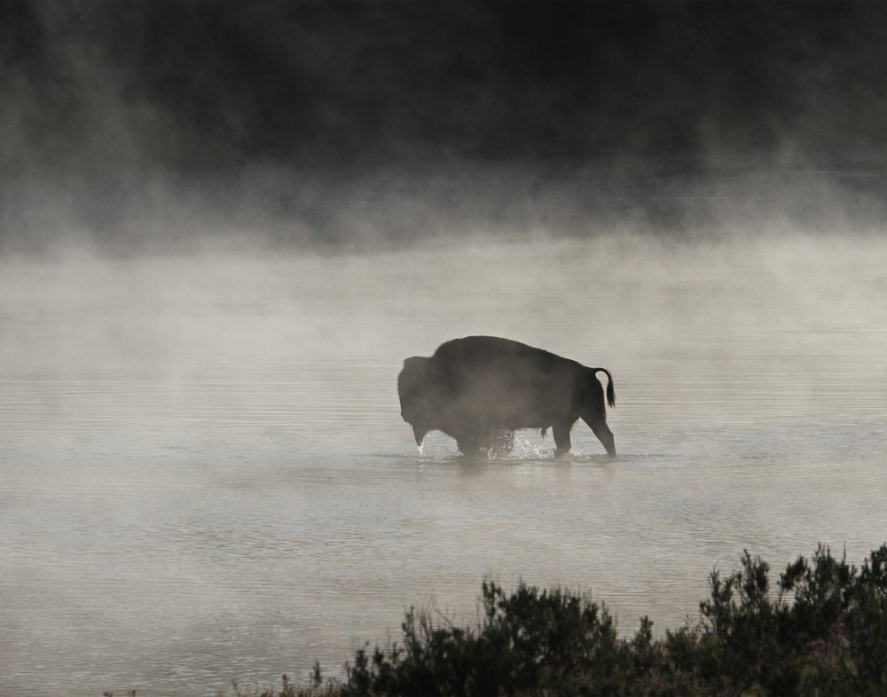 Bull Bison Buffalo Crossing Yellowstone River Photograph 11×14 Print 11″x14″