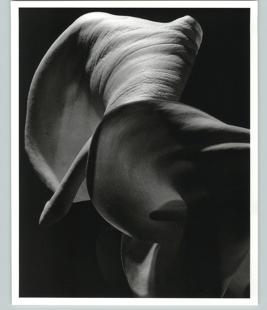 1945 1992 Calla Lily Aethiopica Large Art Photo By Horst 16X20