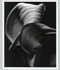 1945 1992 Calla Lily Aethiopica Large Art Photo By Horst 16X20