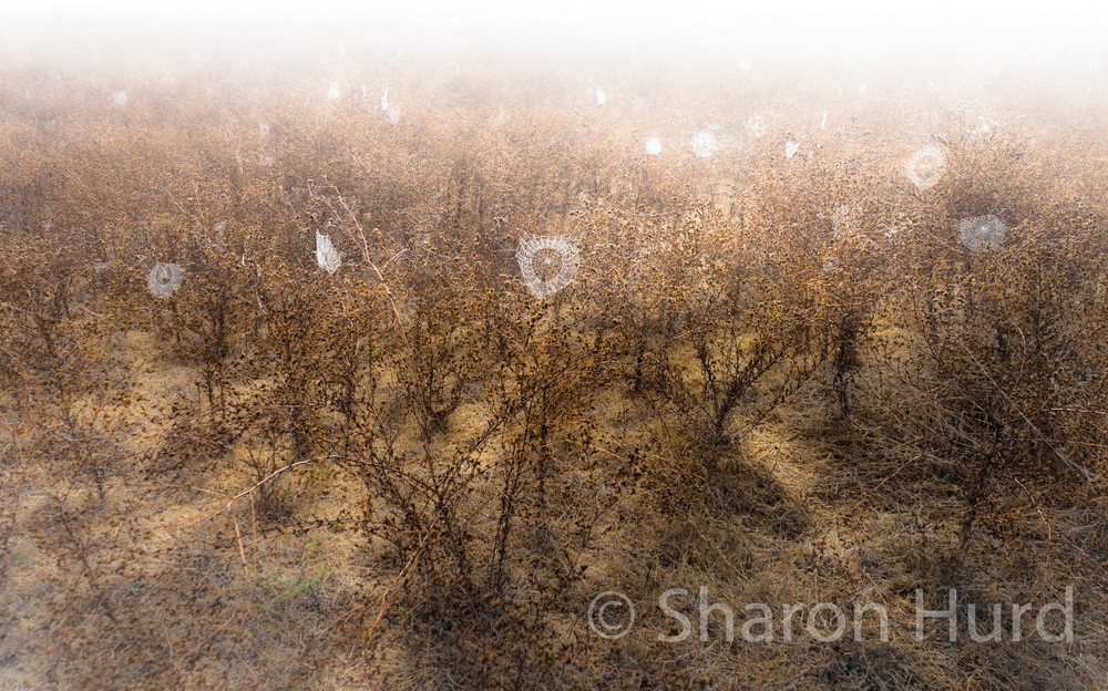 Spiderwebs￼ nature wall deco Photo Print￼