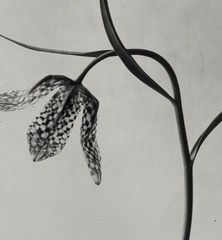 Karl Blossfeldt, Chess Flower, Photograph from Estate, Pen Art 2016