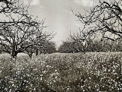 Fine Art Photography Black & White Print Orchard