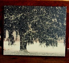 winter tree canvas print of original photo 20 x 16 x 3/4″