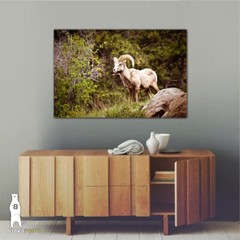 Bighorn Sheep – Fine Art Photography Prints – Canvas / Metal / Paper