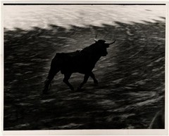 WALTER SILVER BULL FIGHT BARCELONA 1957 RARE GELATIN SILVER PRINT