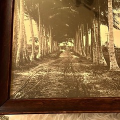 Vintage Framed Sepia Photograph – Historic Coconut Palm Plantation Avenue 17×11