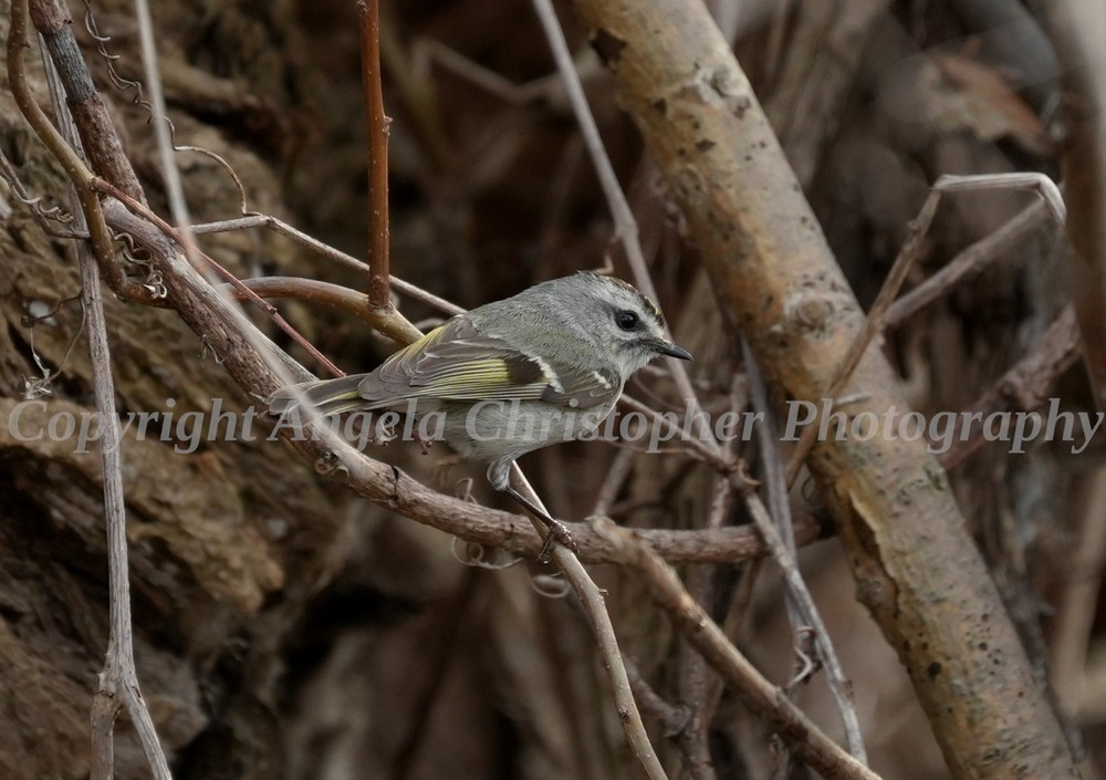 Original ACEO photo fine art print 2.5 x 3.5″ GOLDEN-CROWNED KINGLET small bird