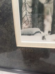 Gray Wolf Framed 4×6 Photograph Signed Numbered #309 Werner 8 X 10 Frame